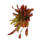 Peitschenkaktus, Rhipsalis heteroclada "Red...