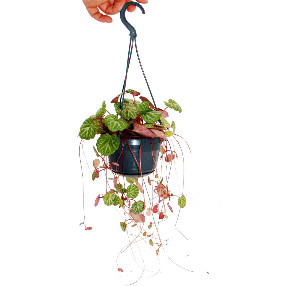 hanging saxifrage, jewish beard, saxifraga stolonifera 14cm hanging l