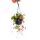 Hanging saxifrage, Jewish beard, Saxifraga stolonifera 14cm hanging lamp