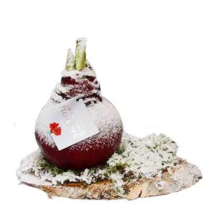 Waxed Amaryllis onion on birch disc, decorated in winter, Knights Star red