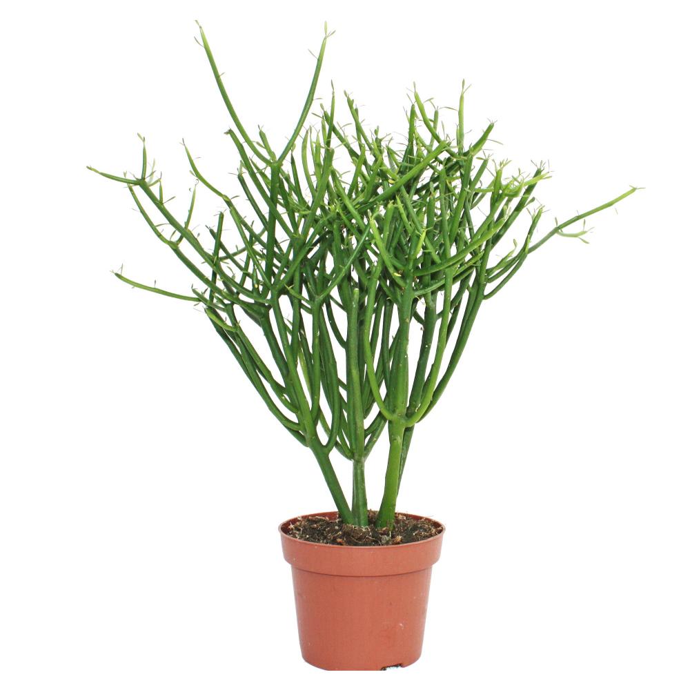 Euphorbia tirucalli   pencil cactus   large plant in a 20cm pot