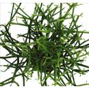 Euphorbia tirucalli - pencil cactus - large plant in a 12cm pot