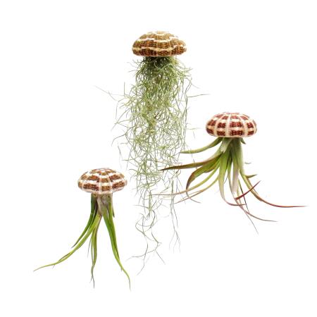 Modern Tillandsia Arrangment - Tillandsia on sea urchin - large