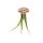 Modernes Tillandsien Arrangment - Tillandsie auf Seeigel - groß Tillandsia Caput medusa