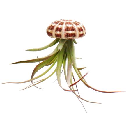 Modern Tillandsia Arrangment - Tillandsia sur oursin - grand Tillandsia brachycaulis multiflora