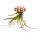 Modern Tillandsia Arrangment - Tillandsia sur oursin - grand Tillandsia brachycaulis multiflora