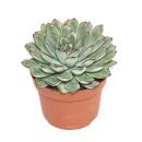 Echeveria pulidonis - grosse Pflanze im 12cm Topf