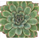 Echeveria pulidonis - grosse Pflanze im 12cm Topf