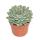 Echeveria pulidonis - grosse Pflanze im 12cm Topf