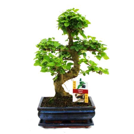 Bonsai Chinesischer Liguster - Ligustrum sinensis - ca. 8 Jahre