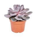 Echeveria pearl of Nuremberg - big plant in a 12cm pot