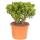 Crassula portulacea minor - Pfennigbaum - Solit&auml;r Pflanze - 20cm
