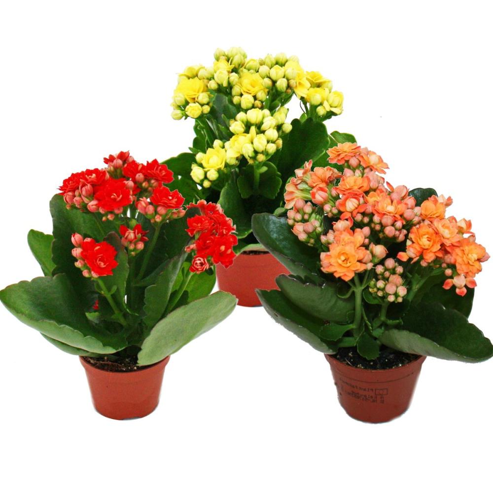 mini-kalanchoe "rosalina" - set with 3 different plants - flammendes