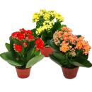 Mini-Kalanchoe "Rosalina" - Set de 3 plantes différentes - Flaming Käthchen - pot de 5,5 cm