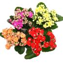 Mini-Kalanchoe &quot;Rosalina&quot; - Set with 3 different plants - Flammendes K&auml;thchen - 5.5cm pot