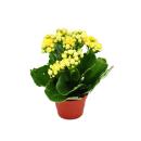 Mini-Kalanchoe "Rosalina" - Set mit 3 versch. Pflanzen - Flammendes Käthchen - 5,5cm Topf