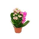 Mini-Kalanchoe &quot;Rosalina&quot; - Set with 3 different plants - Flammendes K&auml;thchen - 5.5cm pot