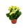 Mini-Kalanchoe &quot;Rosalina&quot; - Set mit 3 versch. Pflanzen - Flammendes K&auml;thchen - 5,5cm Topf