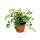 Pellaea rotundifolia - Pelle or primeval world fern - 9cm pot