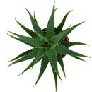 Aloe aborescens in a 19cm pot