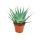 Aloe aborescens in a 19cm pot