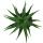 Aloe aborescens im 19cm Topf