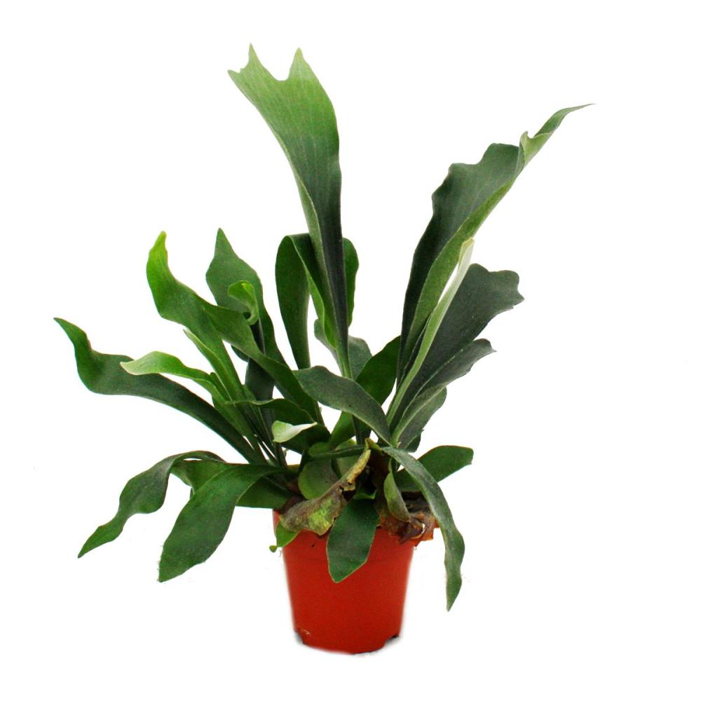 platycerium bifurcatum - antler fern in a 12cm pot