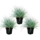 Blue fescue grass - Festuca glauca - set with 3 plants -...