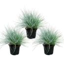 Herbe de fétuque bleue - Festuca glauca - set de 3...