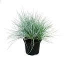 Blue fescue grass - Festuca glauca - set with 3 plants - 9cm pot