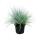 Blue fescue grass - Festuca glauca - set with 3 plants - 9cm pot