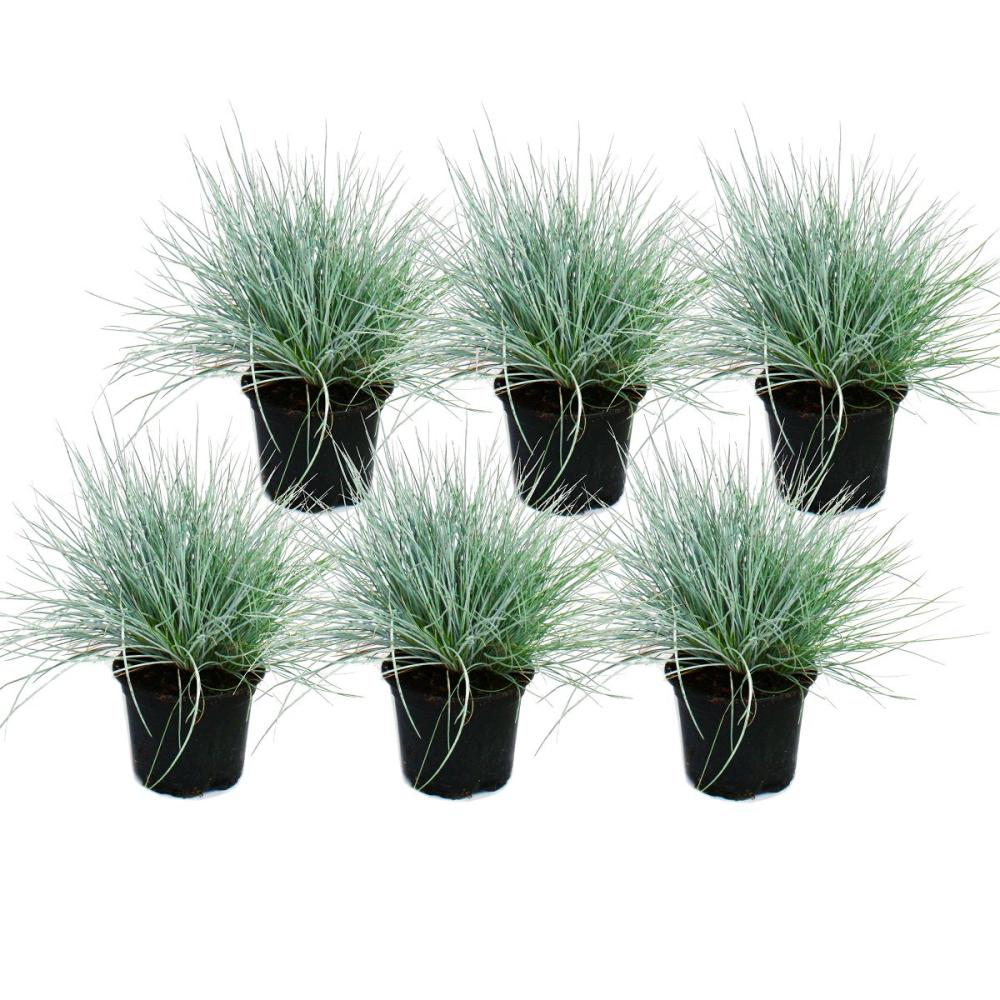 Blauschwingel-Gras - Festuca glauca - Set mit 6 Pflanzen - 9cm Topf | Kunstgräser