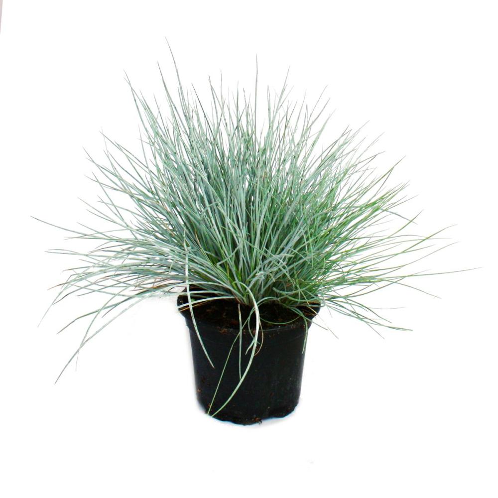 Blauschwingel Gras   Festuca glauca   20cm Topf