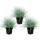 Blue fescue grass - Festuca glauca - set with 3 plants - 9cm pot