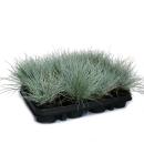Blue fescue grass - Festuca glauca - set with 12 plants - 9cm pot