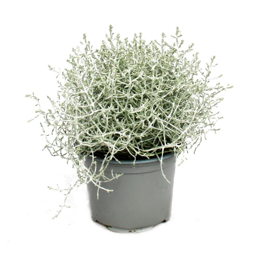 Barbed wire plant silver wire Calocephalus brownii