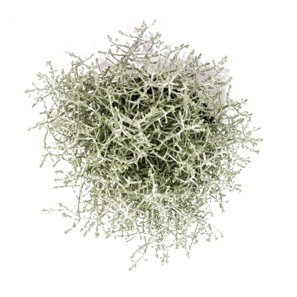 Stacheldrahtpflanze Silberdraht Calocephalus brownii 12cm Topf