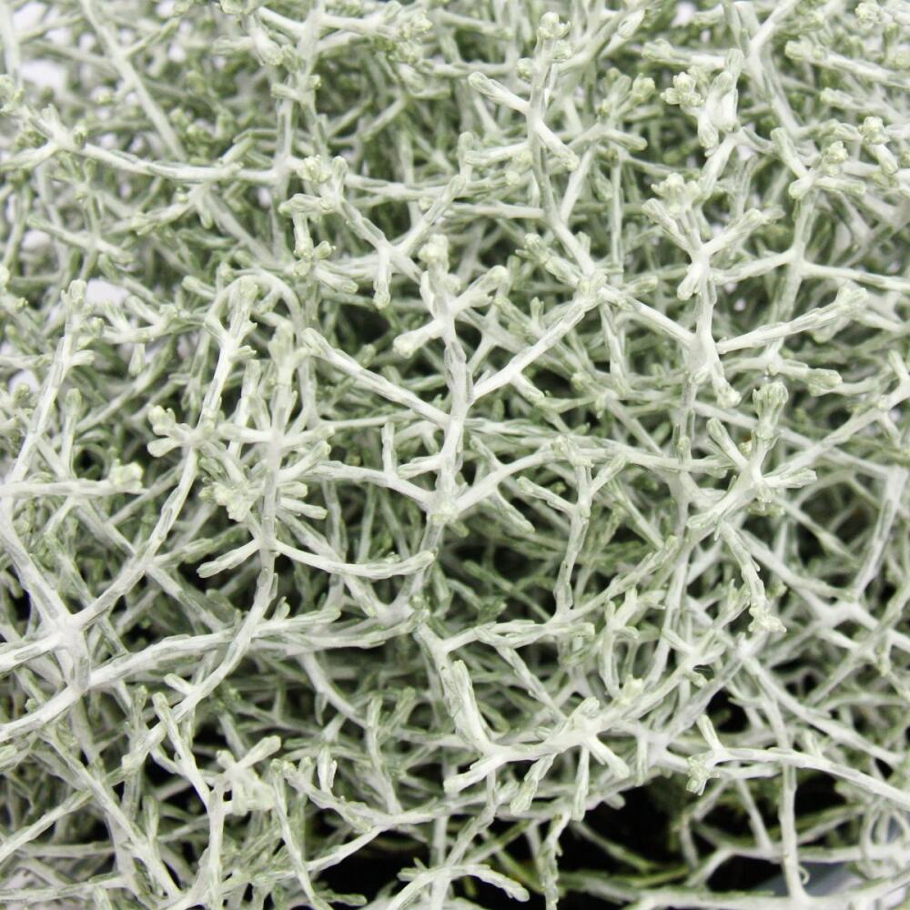 Stacheldrahtpflanze Silberdraht Calocephalus brownii 12cm Topf