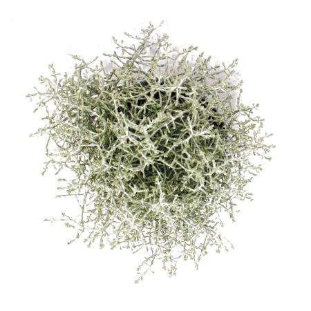 Silberdraht Calocephalus brownii 12cm Topf 3 Pflanzen Stacheldrahtpflanze Silberdraht Calocephalus brownii 12cm Topf 3 Pflanzen Stacheldrahtpflanze