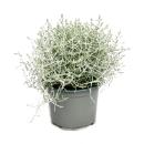 Barbed wire plant - silver wire - Calocephalus brownii -...