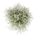 Barbed wire plant - silver wire - Calocephalus brownii -...
