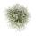 Stacheldrahtpflanze - Silberdraht - Calocephalus brownii - 12cm Topf