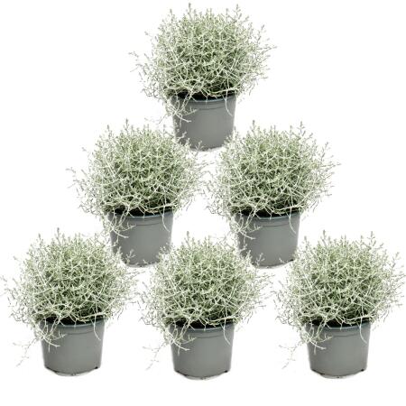 Plante en fil de fer barbelé - fil dargent - Calocephalus brownii - set de 6 plantes - pot 12cm
