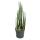 Senecio stapeliformis - Unusual succulent - 10cm pot