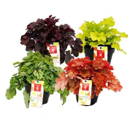 Couvre-sol rustique - Heuchera mix - Été indien - 8 grandes plantes - cloches violettes