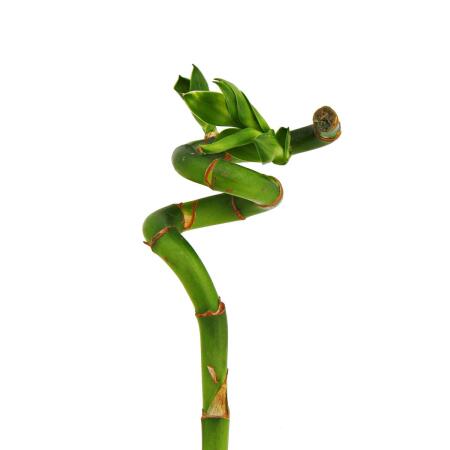 Glücksbambus - Dracaena sanderiana 'Lucky Glücksbambus - Dracaena sanderiana 'Lucky
