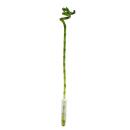 Lucky Bamboo - spiral-shaped - in a tube - Dracaena Sanderiana - approx. 40 cm high