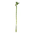 Lucky Bamboo - spiral-shaped - in a tube - Dracaena...