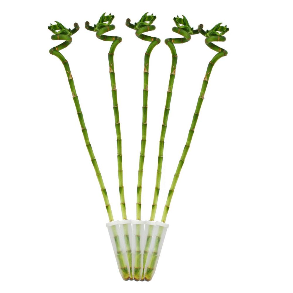 5er Set Glcksbambus 'Lucky Bamboo' - spiralfrmig - im Rhrchen - Dr