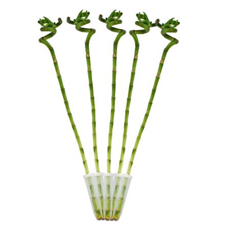 5er Set Gl&uuml;cksbambus Lucky Bamboo - spiralf&ouml;rmig - im R&ouml;hrchen - Dracaena Sanderiana - ca. 50 cm hoch